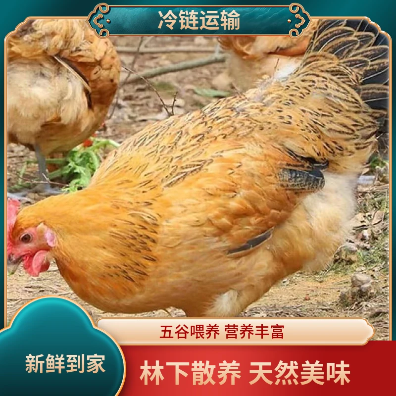 【你的农场】正宗散养两年黄油老母鸡谷物饲养四只单只1.8-2斤