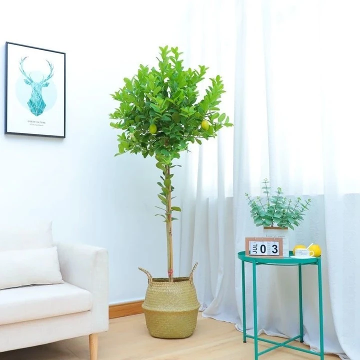 广东四季香水柠檬树盆栽别墅庭院植物四季开花带花带果大型绿植