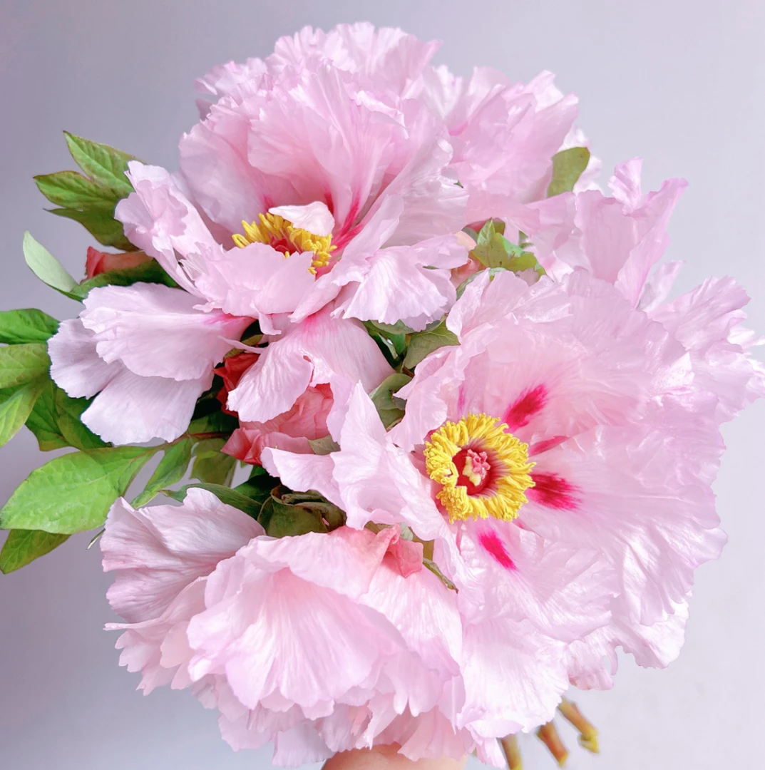 【油画牡丹】湖北宜都横冲油画牡丹鲜切花家用办公水养插花基地直发