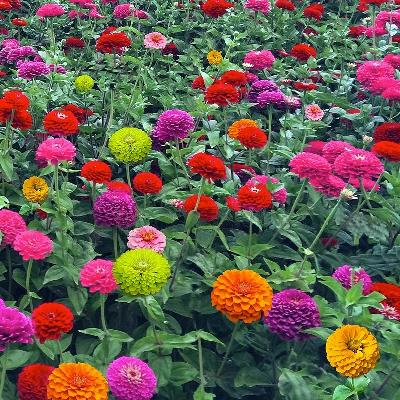 重瓣百日草花籽四季播种开花庭院花籽花卉种孑室外盆栽花种子籽子