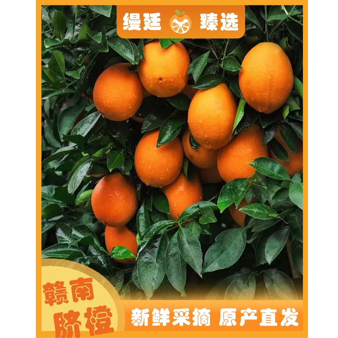 正宗赣南信丰脐橙品质保障原产直发/10斤