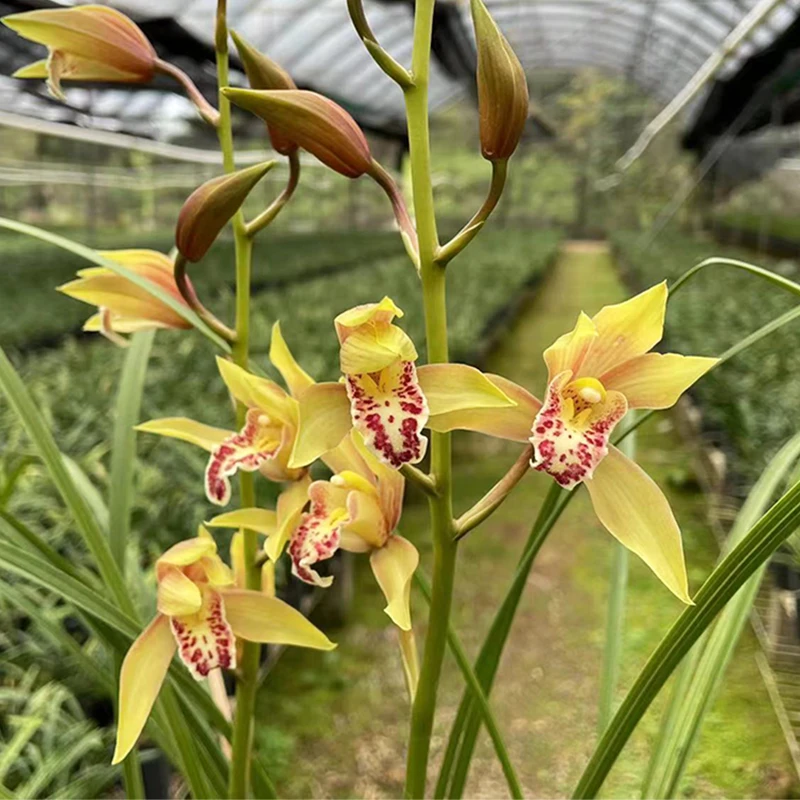 蕙兰【黄金九华】自然老种精品高端浓香型兰花苗绿植花卉盆栽好养