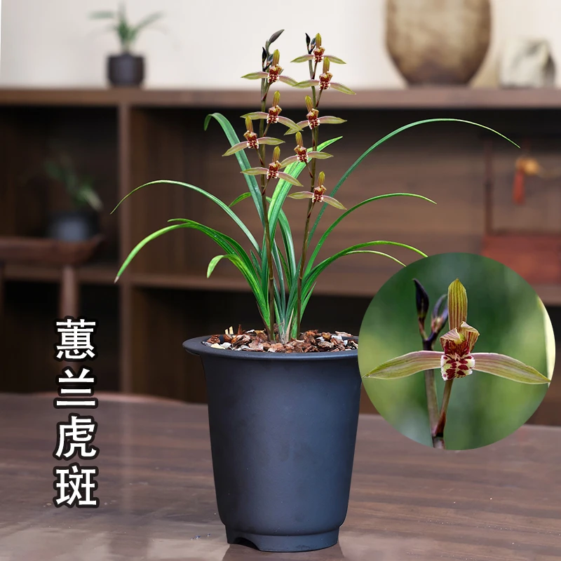 蕙兰【虎斑】浓香型精品兰花苗高端老钟绿植花卉简单好养发货种植