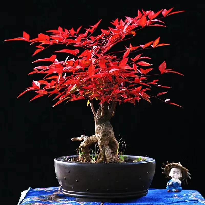 南天竹盆景小盆景植物庭院精品造景精品景观大小下单售后齐全