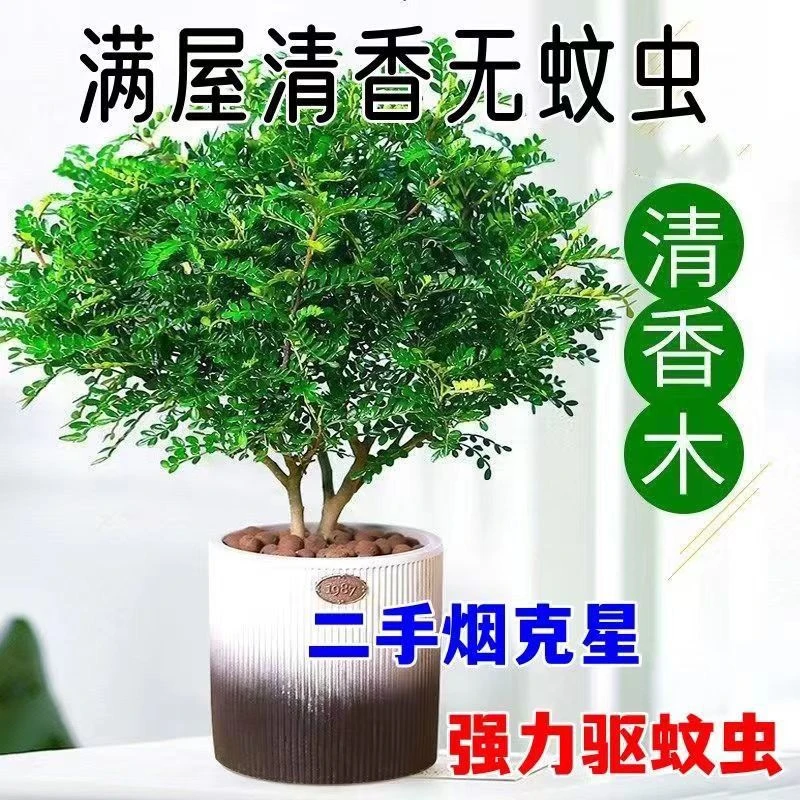 正宗清香木驱蚊虫盆栽胡椒木花卉绿植四季好养净化空气吸甲醛植物