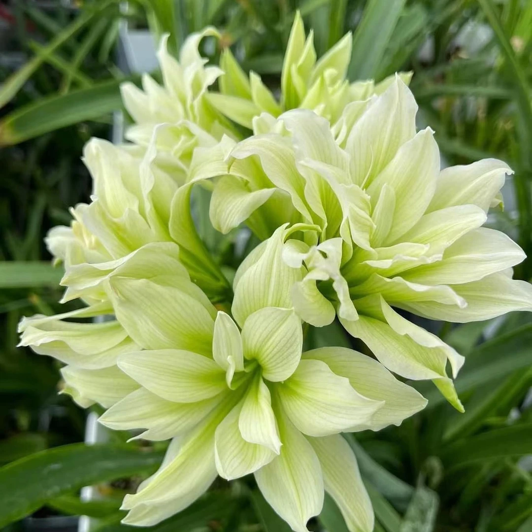 荷兰朱顶红双绿惊艳美丽小型花家用绿植盆栽花卉植物包售后