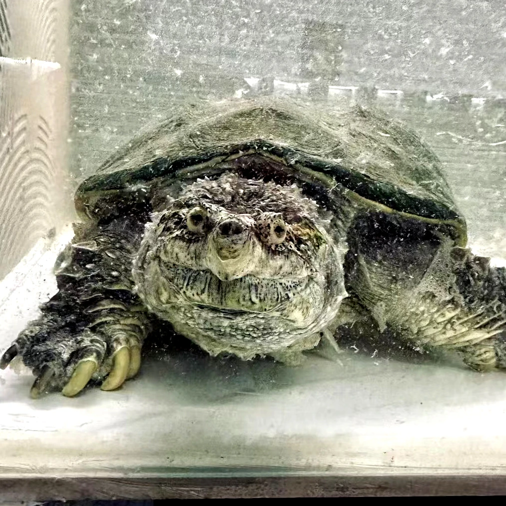 直播专属人工养殖爆刺幼苗亚成观赏宠物乌龟