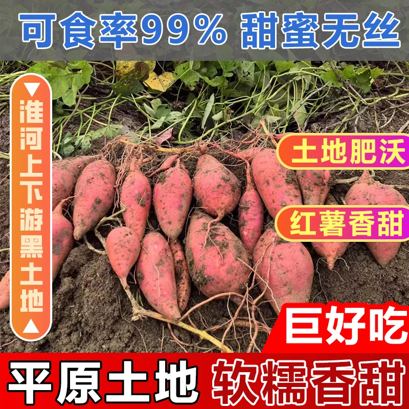河南信阳红薯农家自种西瓜红蜜新鲜薯软糯番薯5斤9斤山芋整箱地瓜