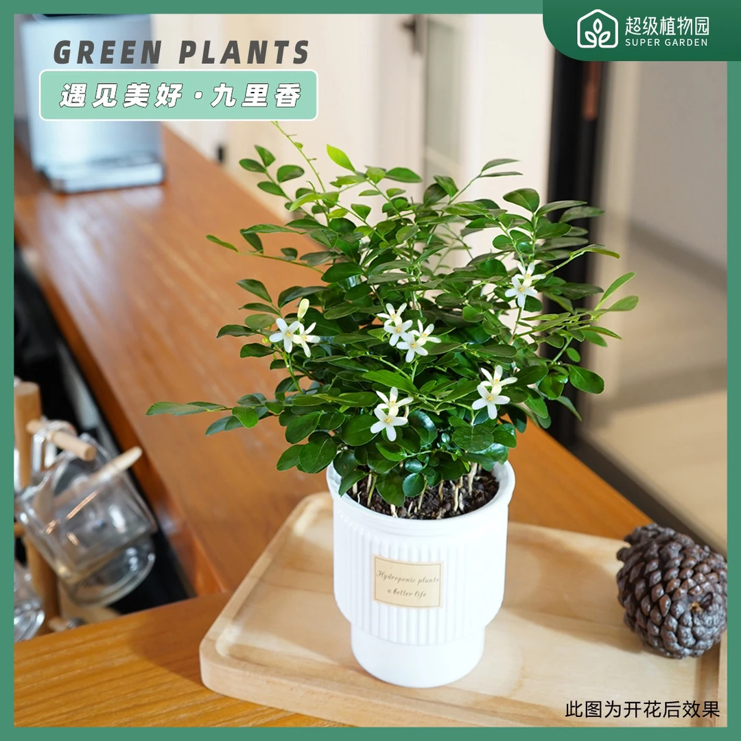 九里香千里香水培驱蚊绿植盆栽茶几好养吸甲醛开花