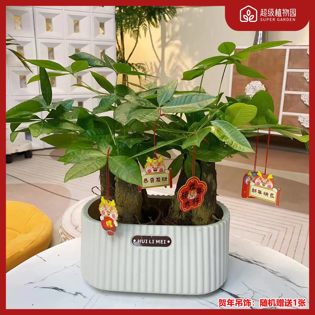 发财树盆栽绿植物花卉四季常青盆景好养易活客厅办公室内书房