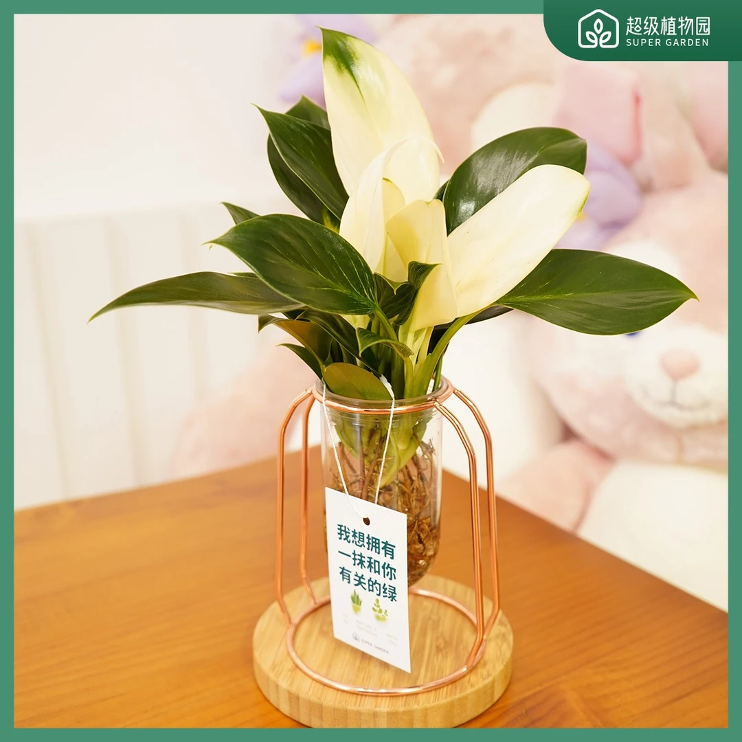 【星花怒放】白公主蔓绿绒白刚果金钻网红绿植水培净化盆栽铁艺花架