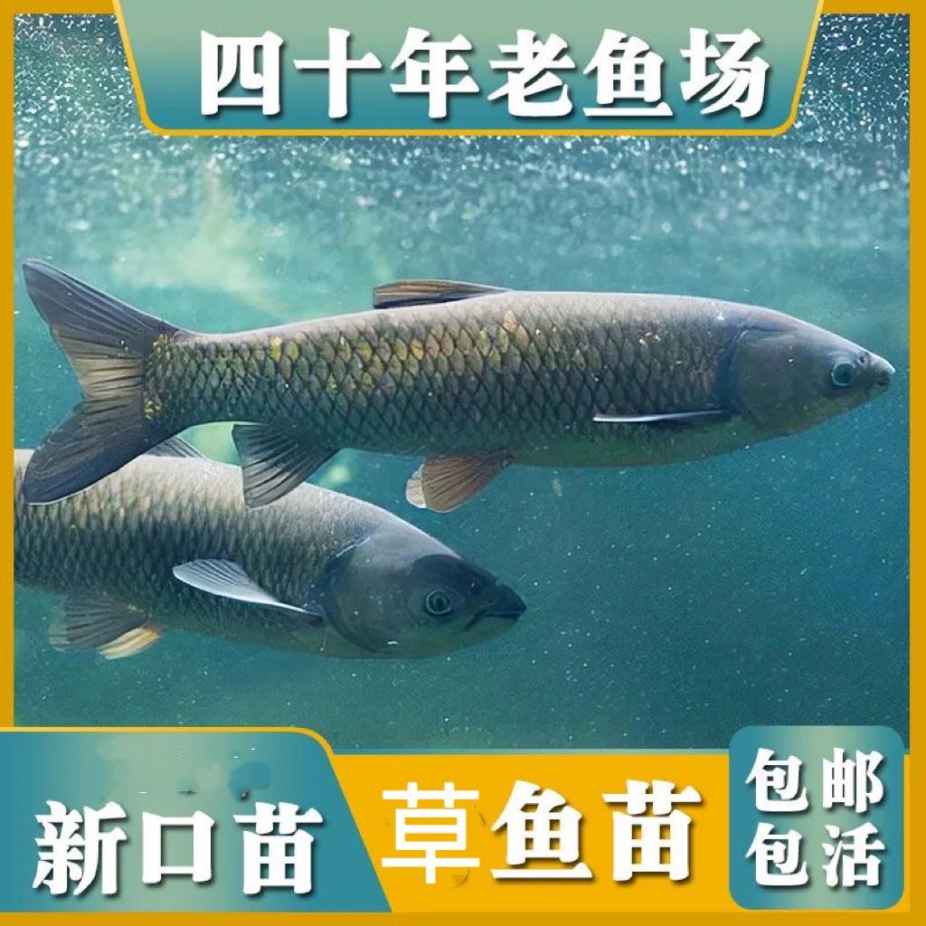 【包对版】优质草鱼长势快皖鱼练手好养活水族活体鱼宠物鱼