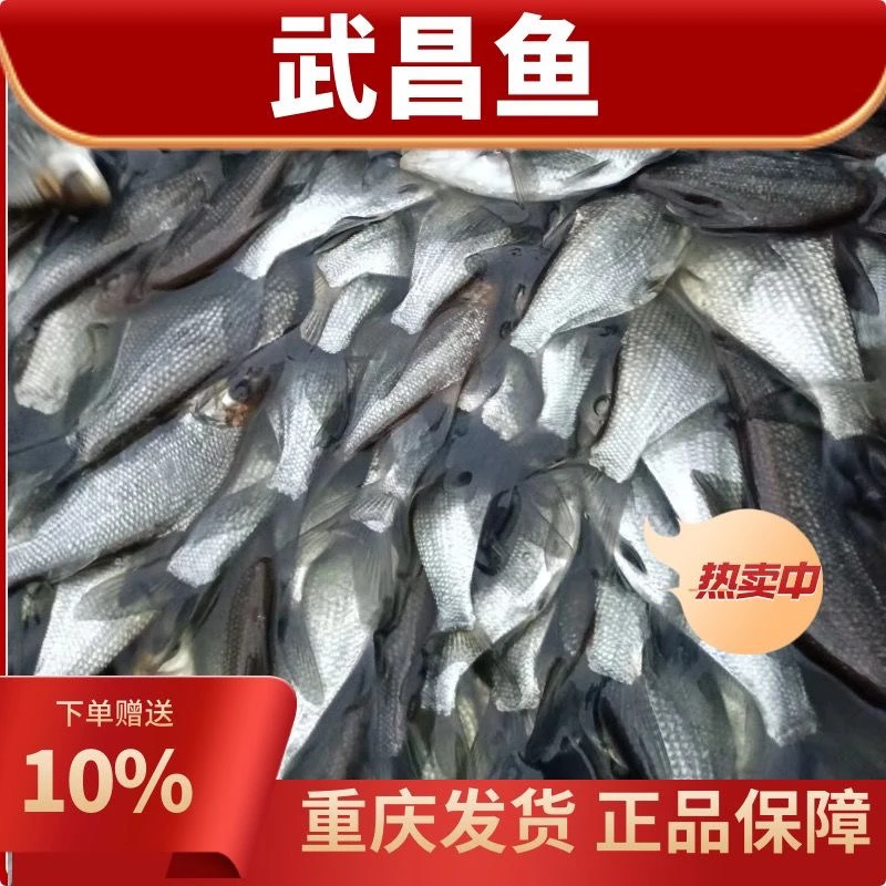 【包对版】四川正品武昌鱼鳊鱼吃草水族活体鱼