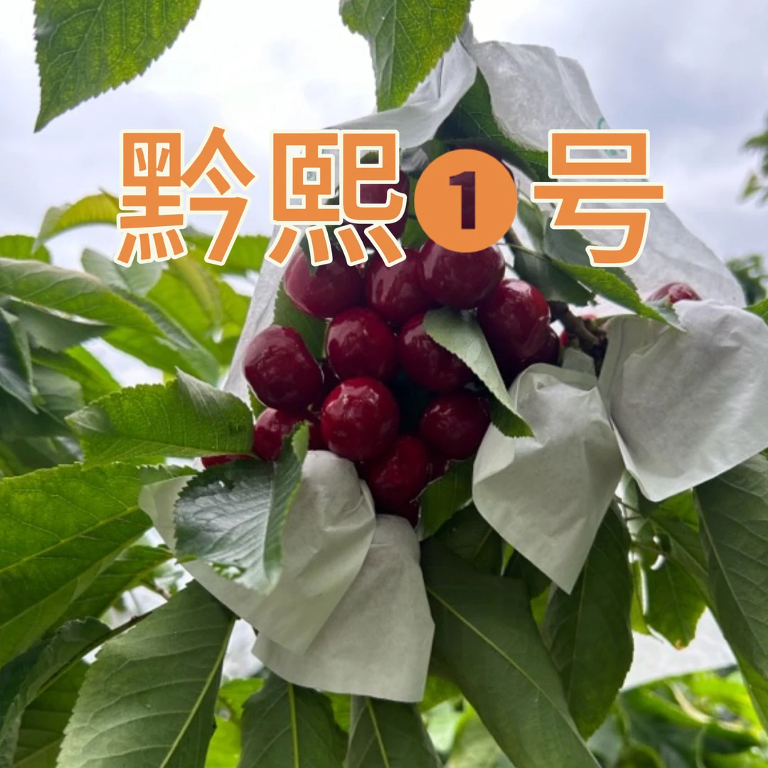 黔熙1号车厘子软糯香甜口感