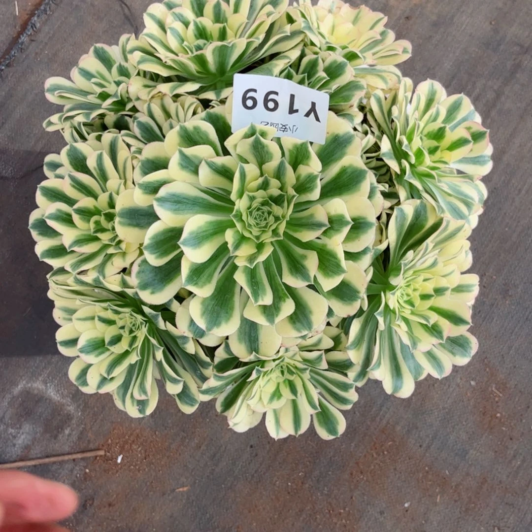 多肉植物发货实拍