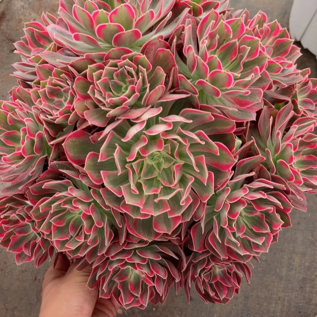 多肉植物保护发货