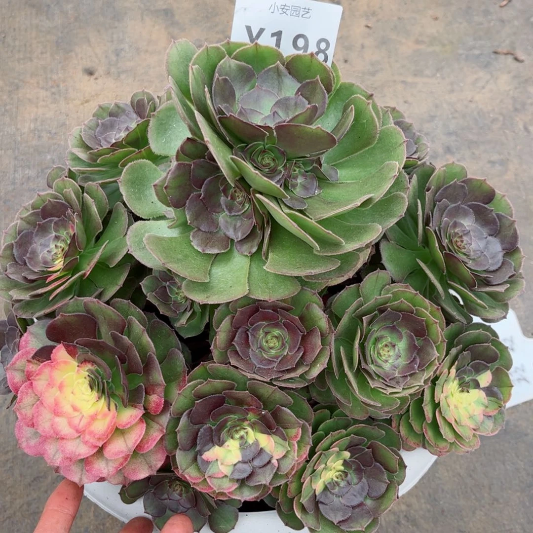 多肉植物发货实拍