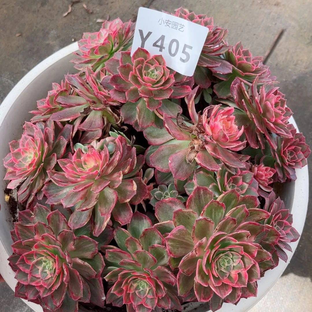 多肉植物保护发货