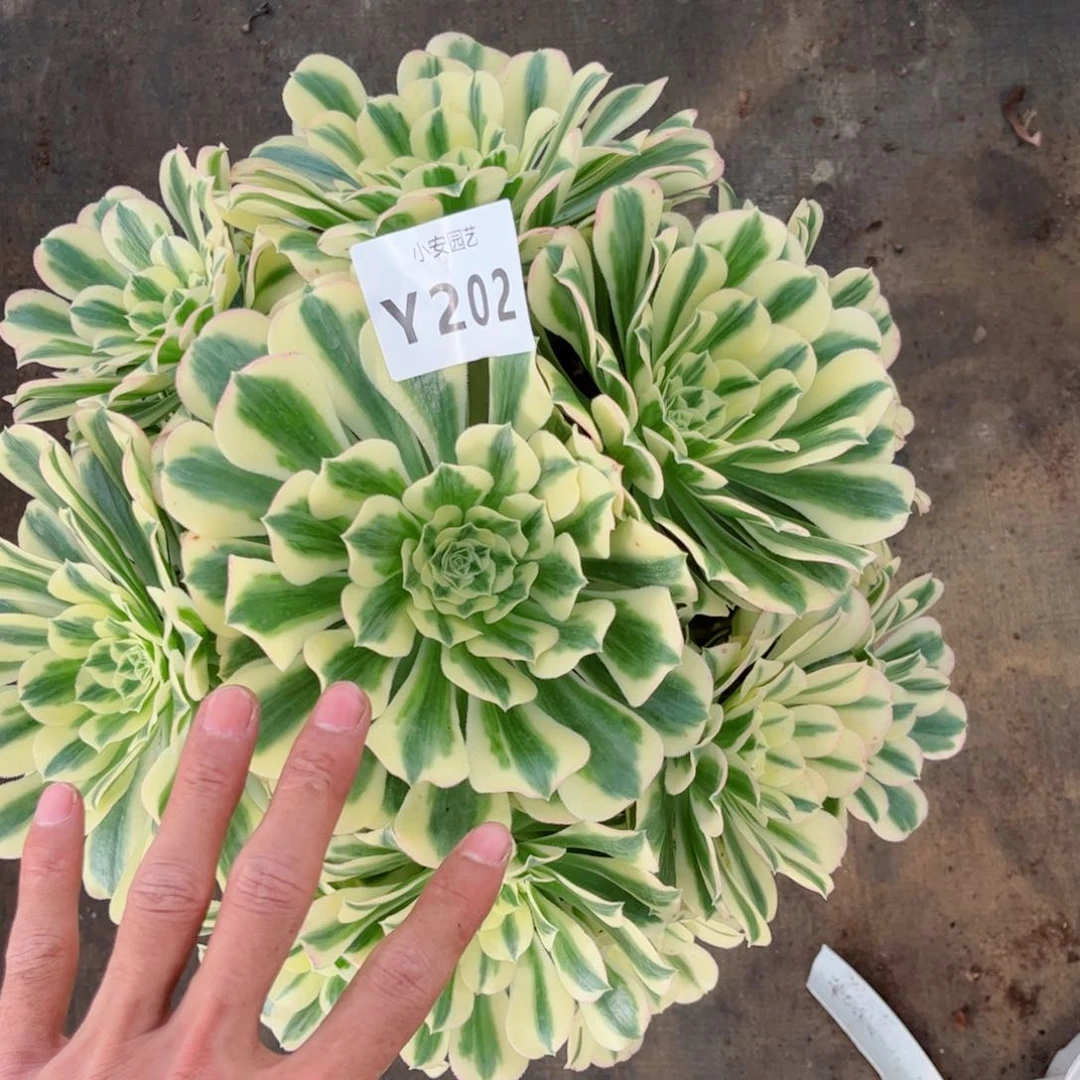 多肉植物发货实拍
