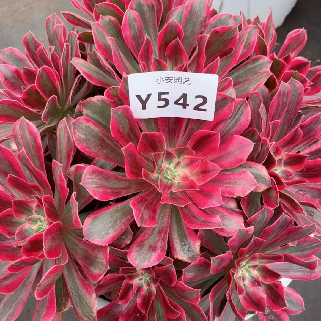 多肉植物发货实拍