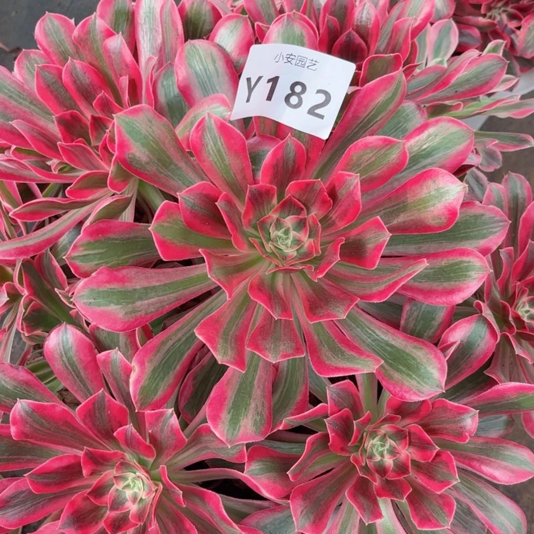 多肉植物发货实拍