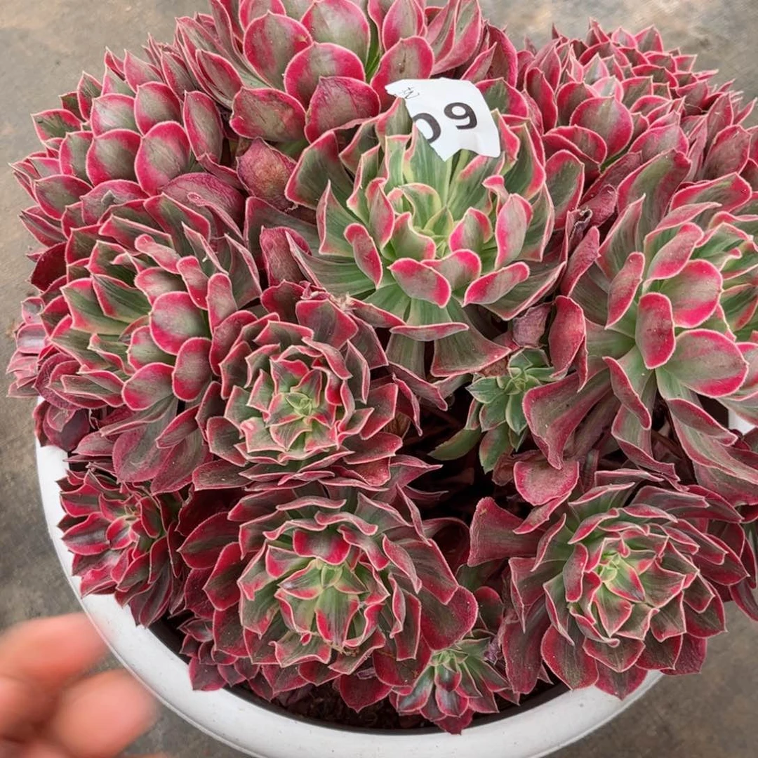 庆**你多肉植物发货实拍