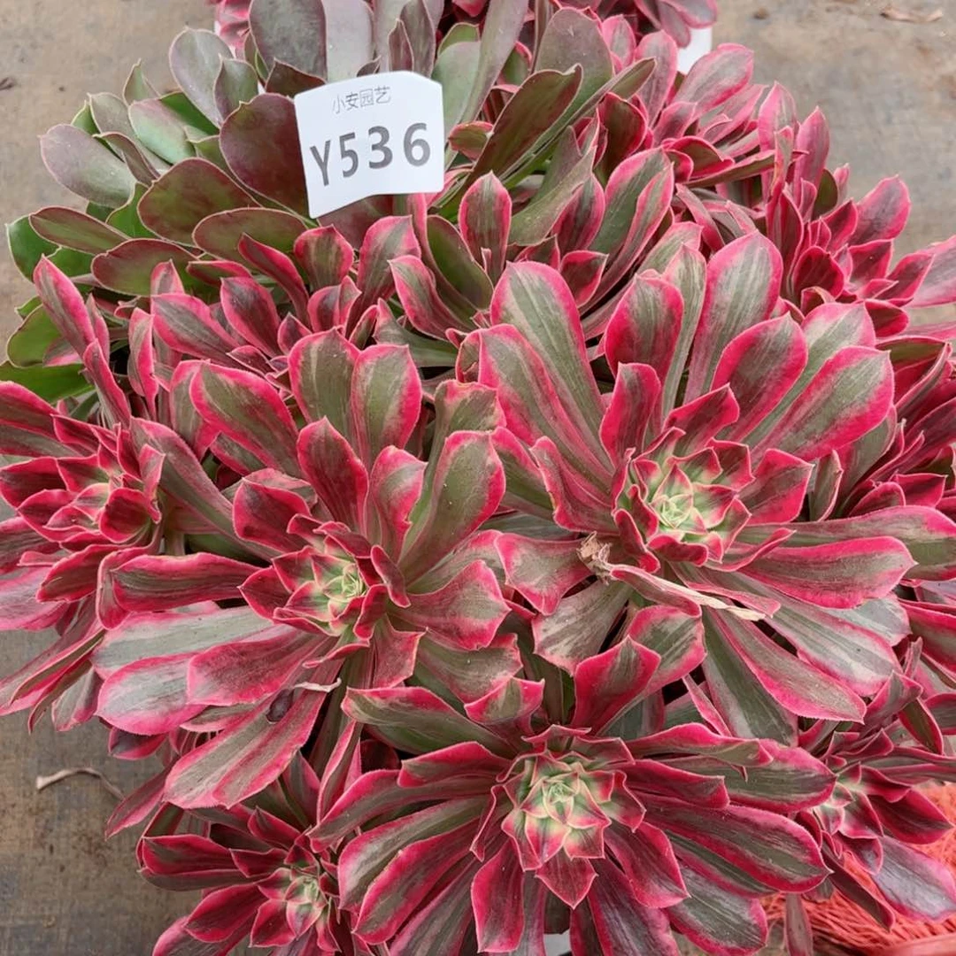 多肉植物发货实拍