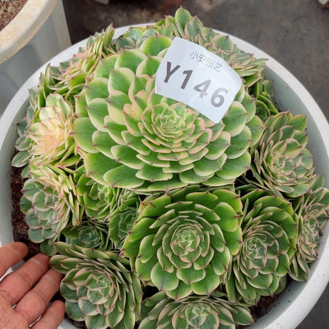 六*&多肉植物发货实拍