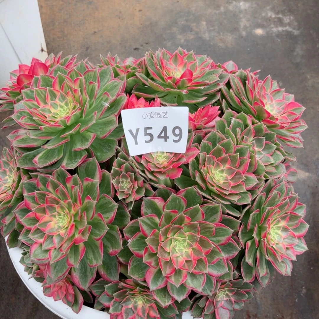 多肉植物发货实拍
