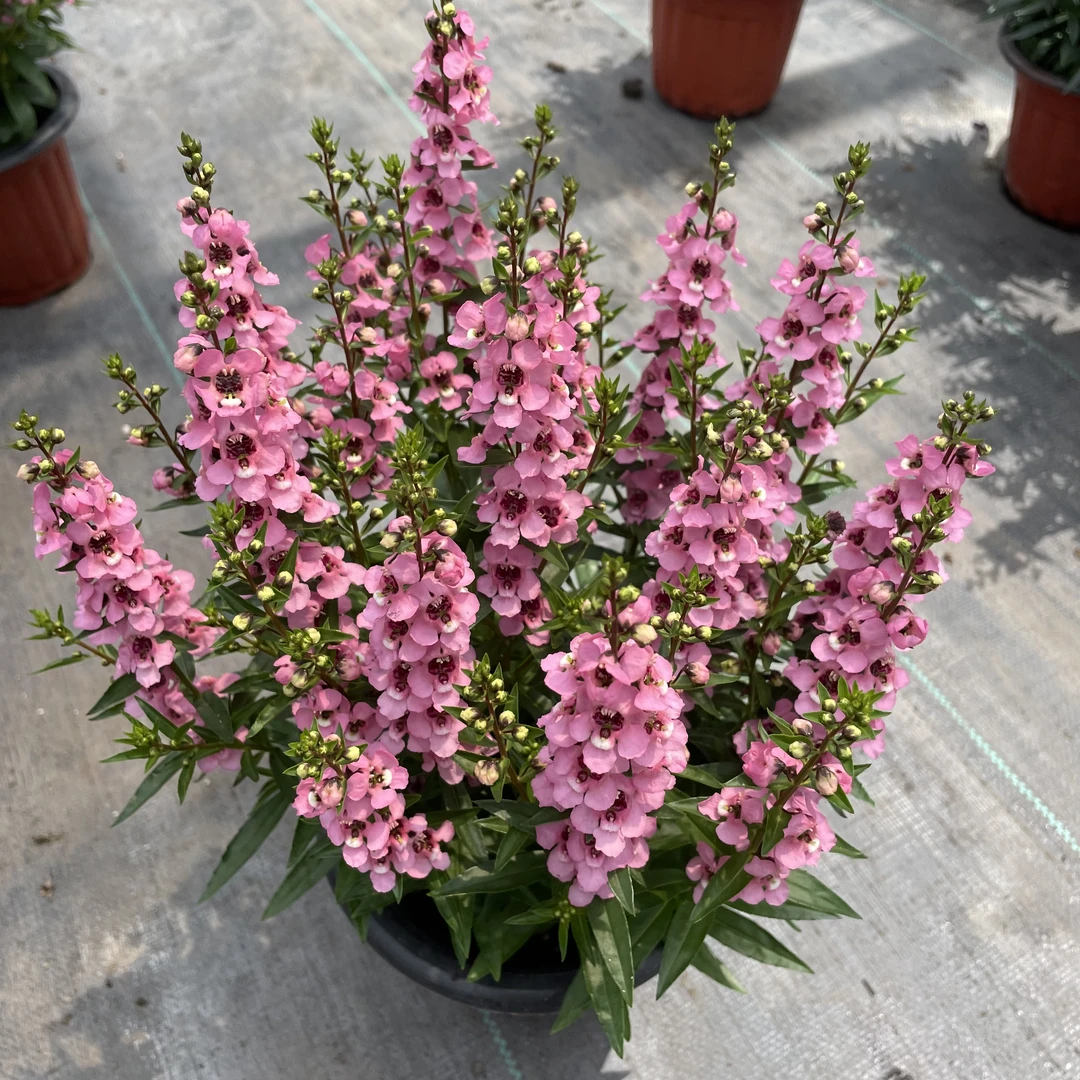 香彩雀盆栽耐热花期长阳台庭院养护