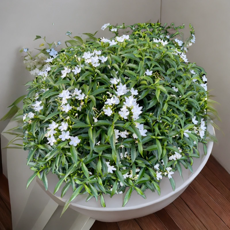 狗芽花水晶茉莉矮生盆栽喜阳阳台庭院好养