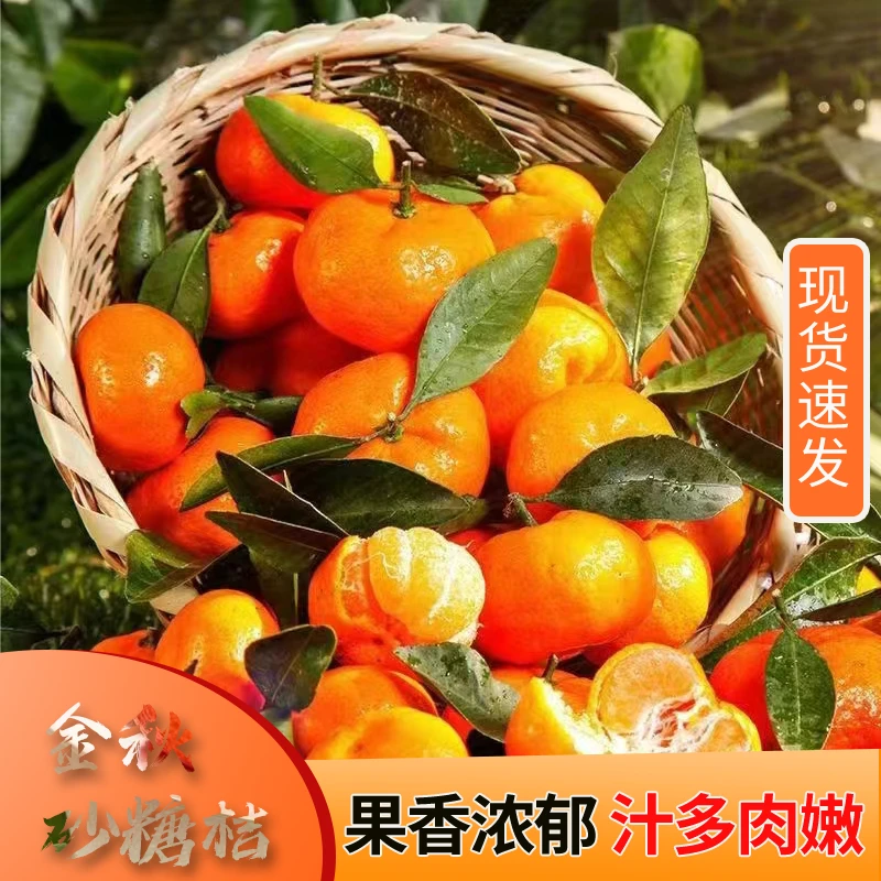 正宗金秋砂糖桔新鲜可口皮薄多汁应季水果现摘现发