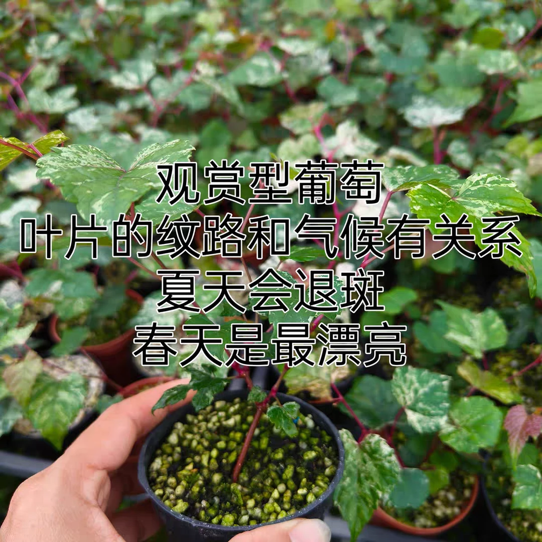 花叶姬葡萄 日本小型观赏葡萄品种 叶小果小株型小 绿植盆栽开花