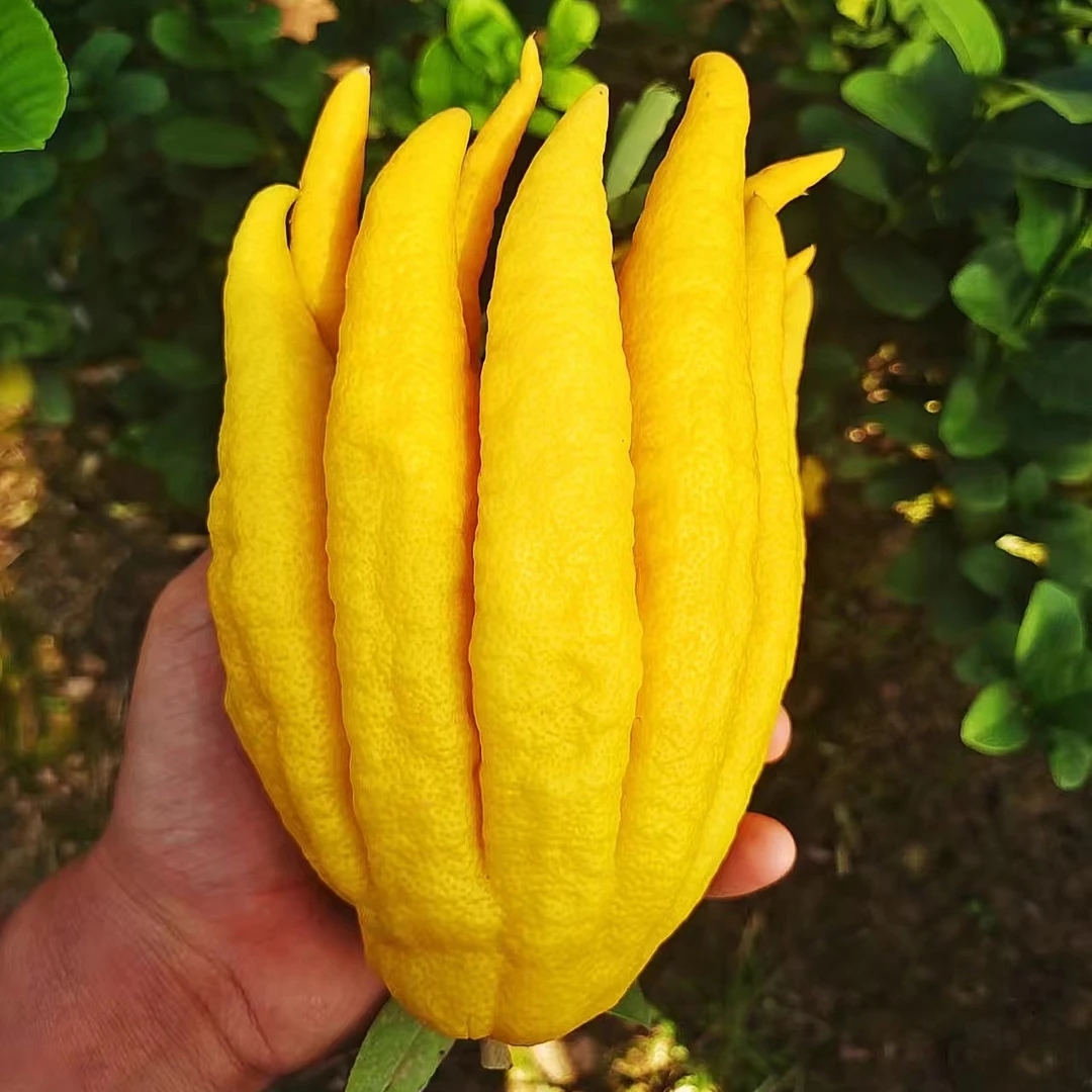 金华佛手果带枝青果黄果水培水养绿植清供把玩闻香佛手柑室内植物