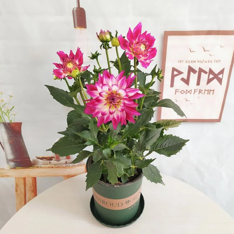 大丽花种球根地瓜花种球四季开花多年生室内庭院阳台花卉盆栽植物
