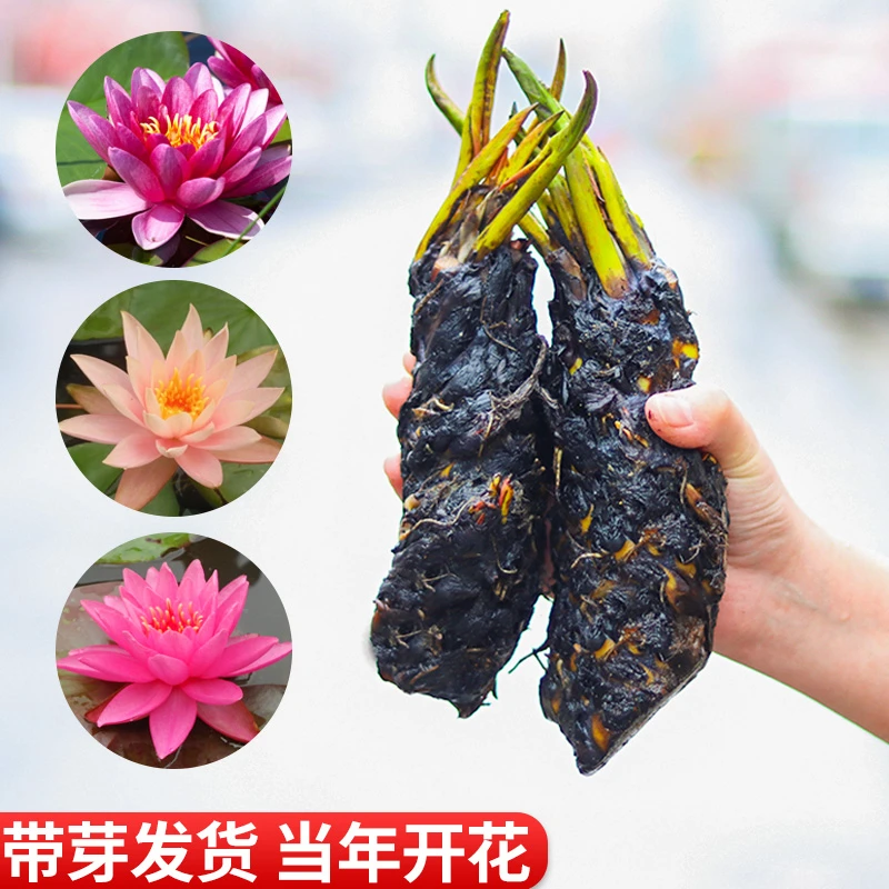 大睡莲根块池塘睡莲花水培植物四季莲花盆栽水养花卉荷花睡莲根茎