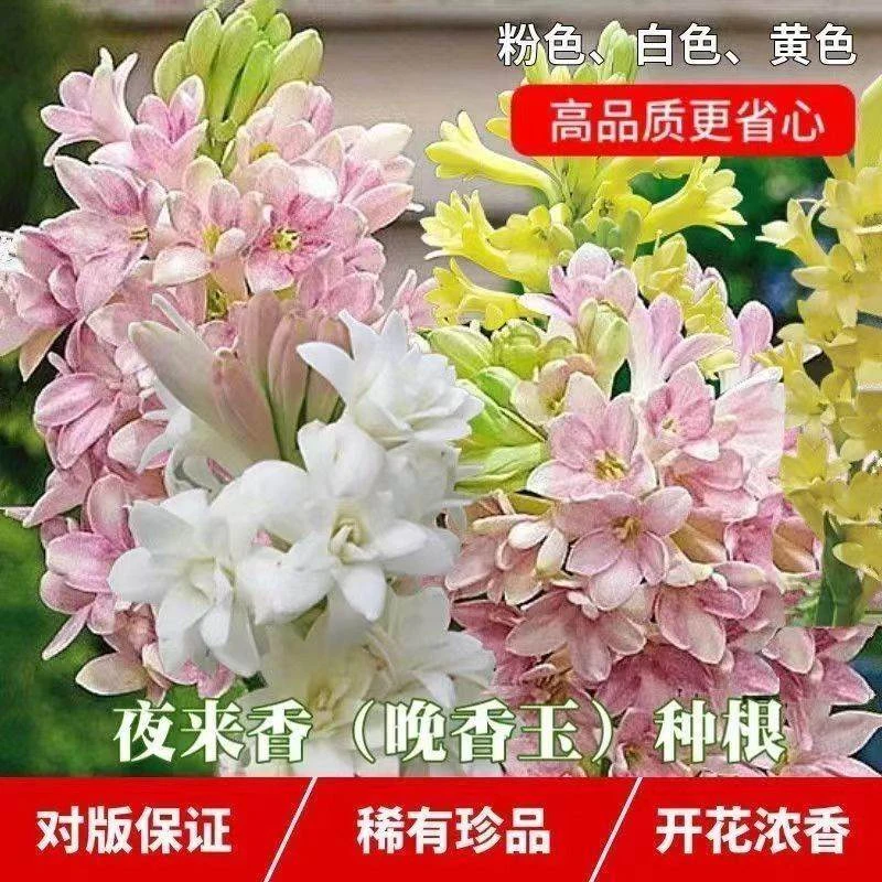 晚香玉种球开花种球浓香型多年生根植物室内外庭院四季易种活花卉