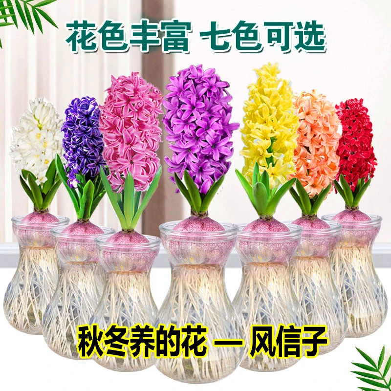 风信子水培大球套装阳台室内外桌面秋季植物花卉盆栽植物好养懒人