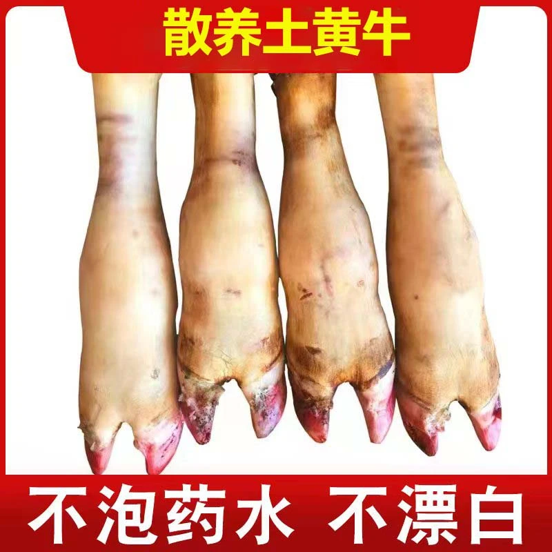 整根新鲜牛蹄断骨连皮切割发货顺丰包邮原生态小黄牛火烧毛牛蹄
