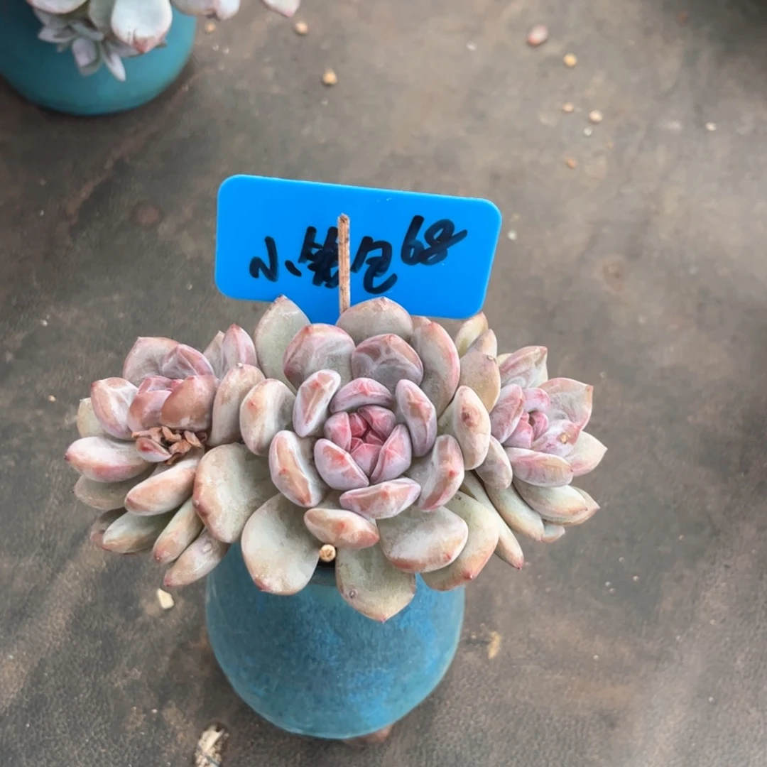 小笼包石榴籽多肉植物