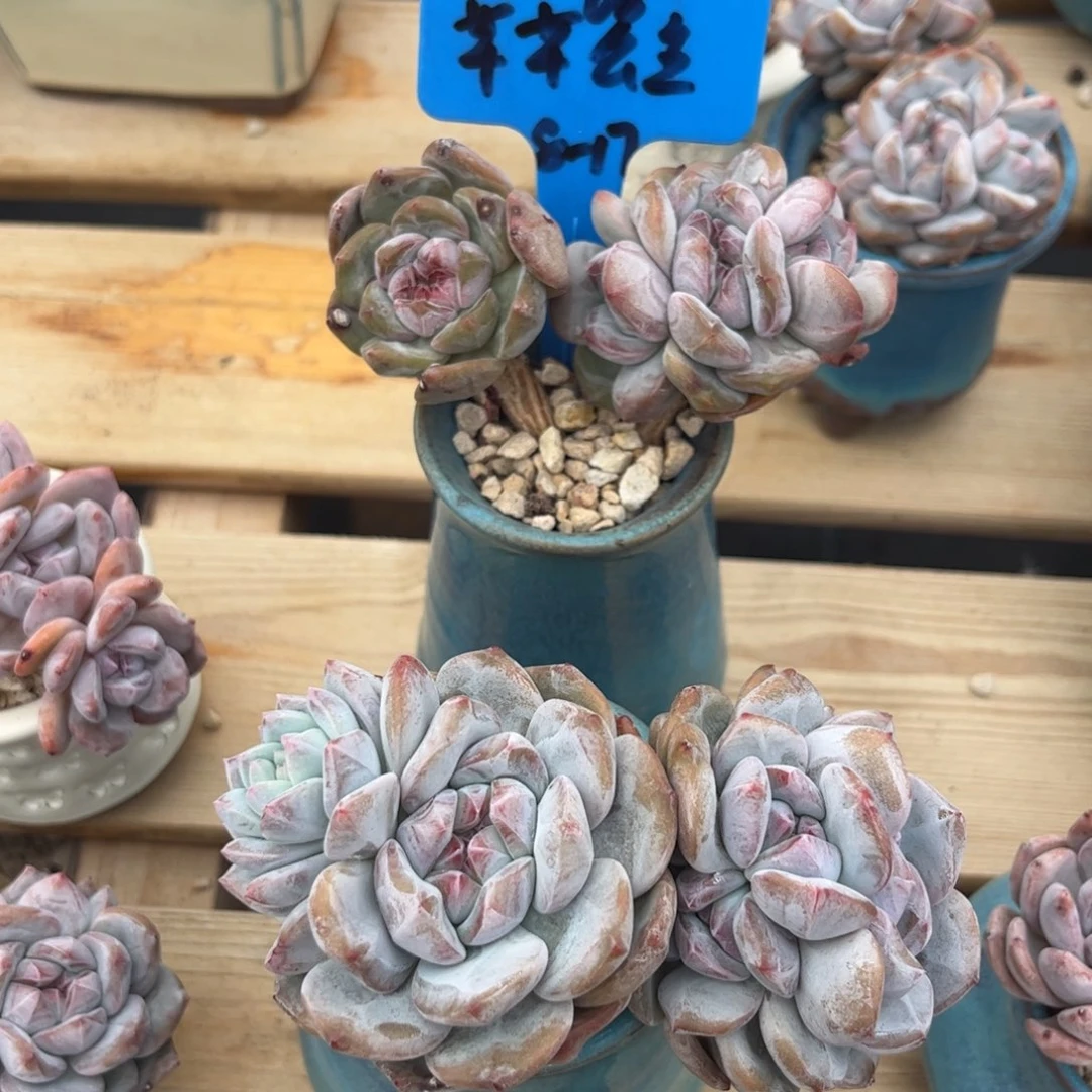 芊芊公主石榴籽星颖