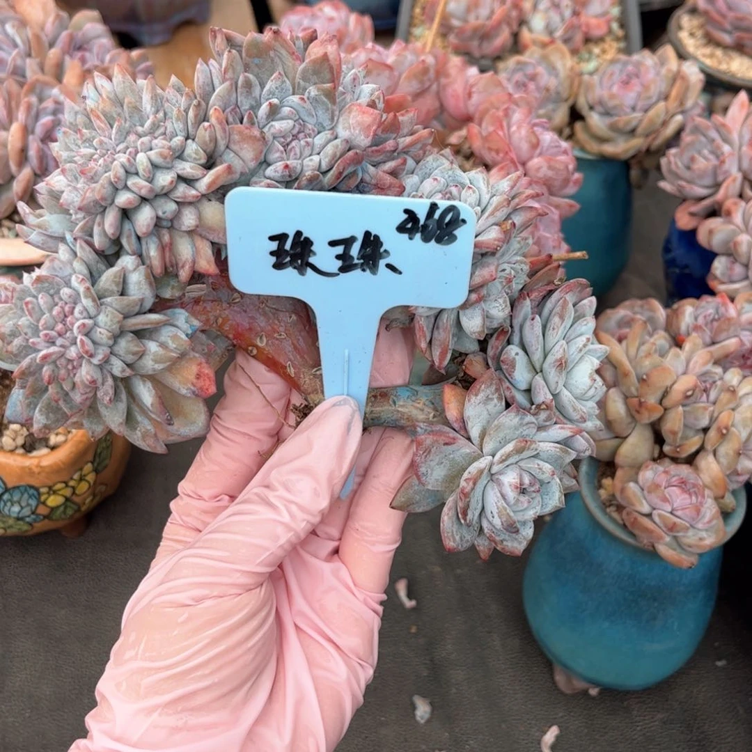 珠珠石榴籽缀化多肉
