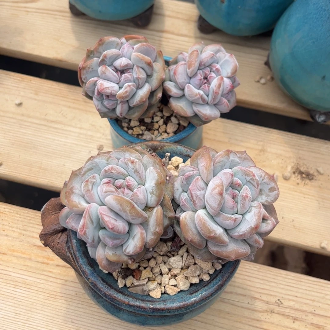 石榴籽多肉植物1