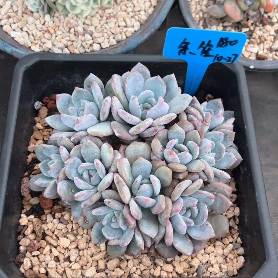 余生石榴籽多肉酱