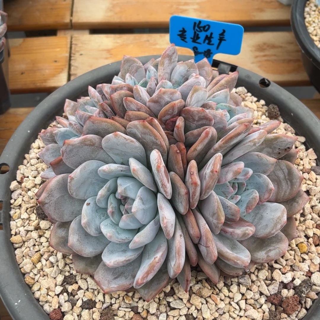 专业生产蒙特多肉植物