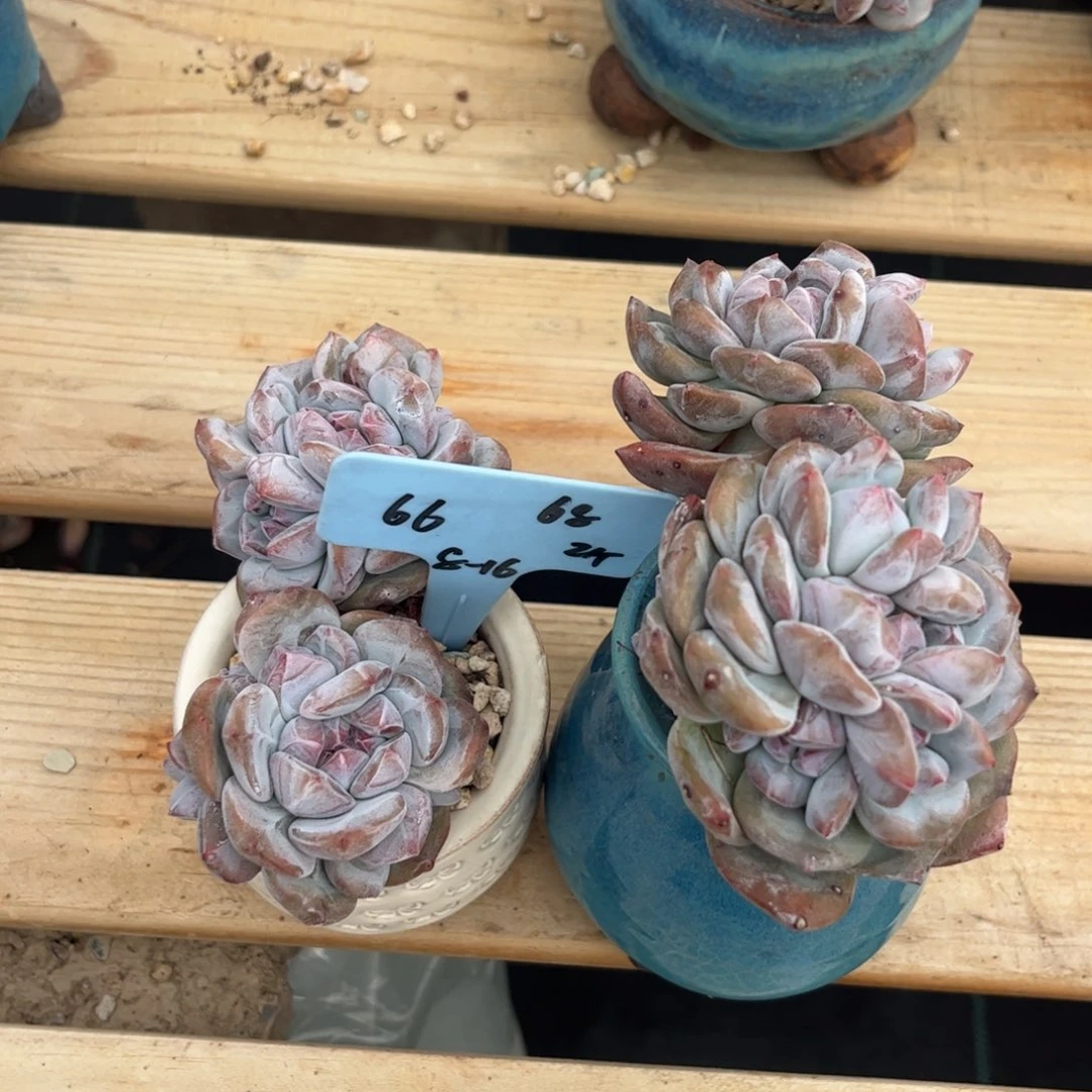 66石榴籽星颖多肉植物