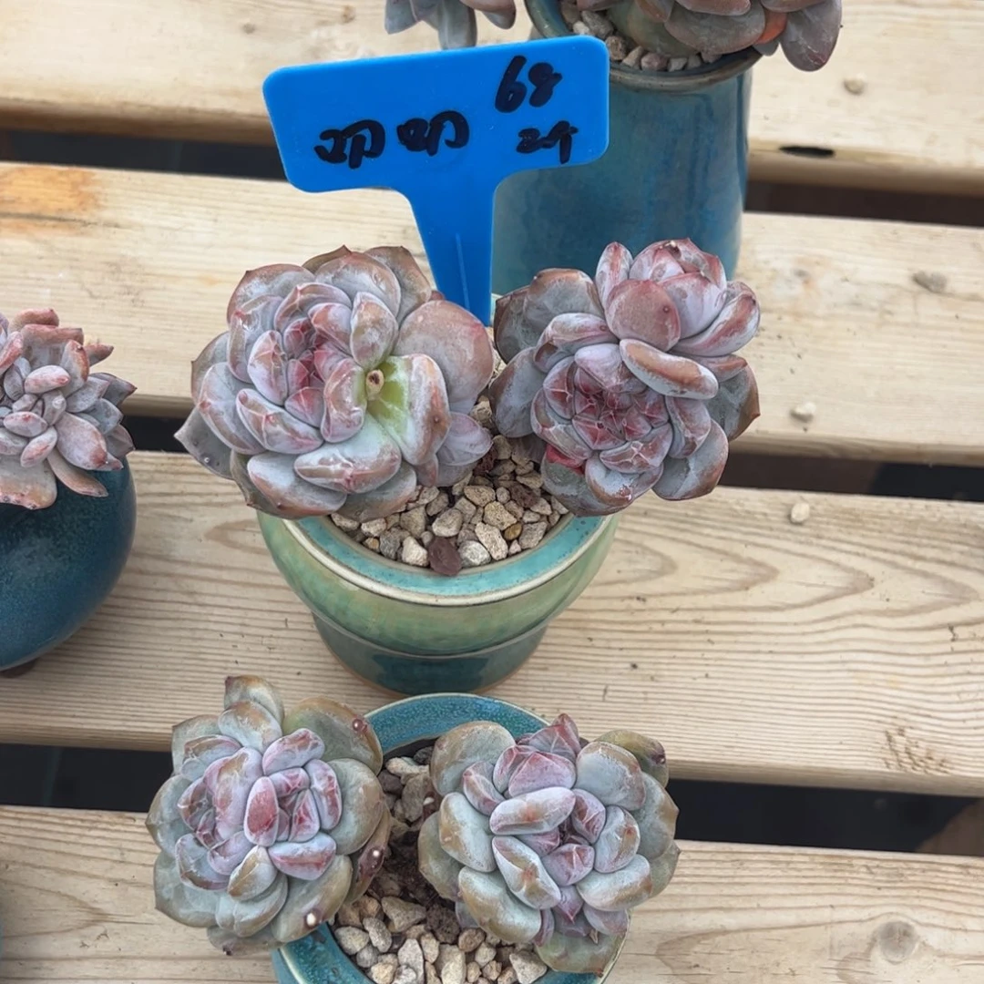 叨叨石榴籽多肉植物