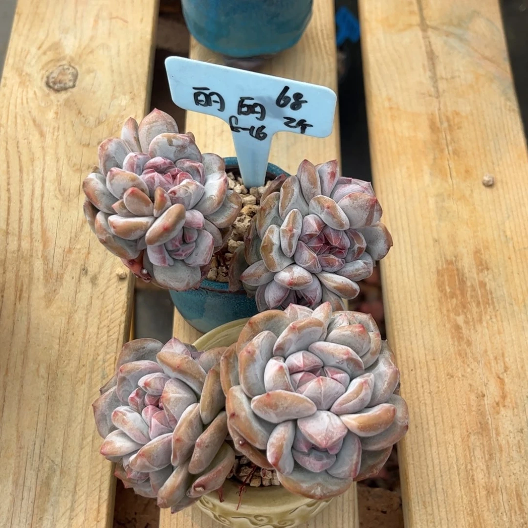 丽丽石榴籽多肉植物