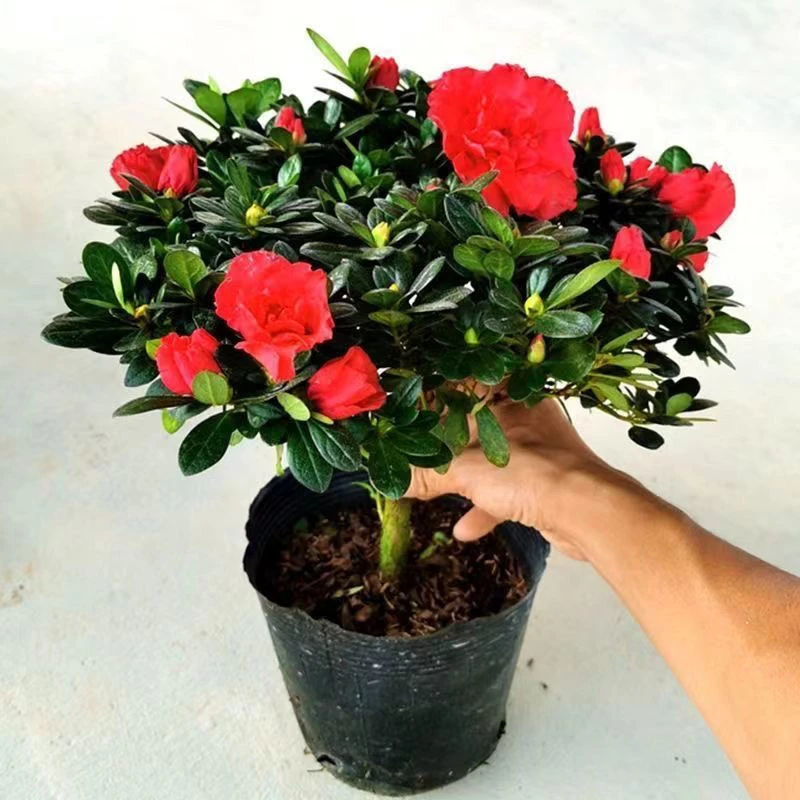 红色杜鹃花老桩盆栽室内室外绿植盆景花卉四季开花大盆栽清新空气