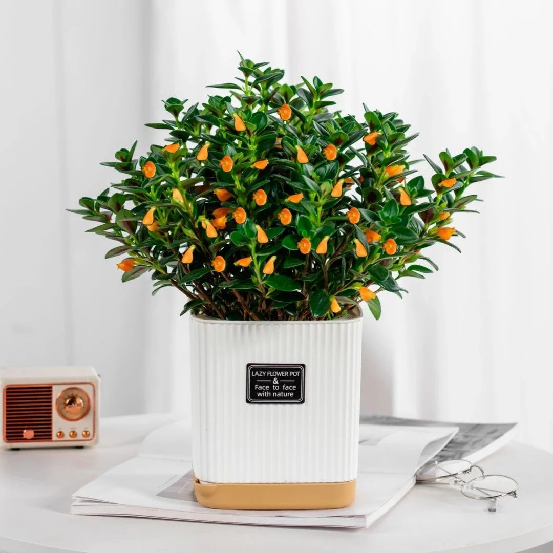 【年年有鱼】金鱼吊兰盆栽耐寒室内阳台绿植花卉吸客厅绿植大盆栽